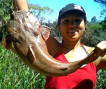 Record photograph for Lophiosilurus alexandri
